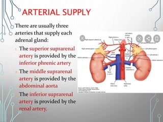 ARTERIAL SUPPLY
There are usually three
arteries that supply each
adrenal gland:
1. The superior suprarenal
artery is provided by the
inferior phrenic artery
2.The middle suprarenal
artery is provided by the
abdominal aorta
3. The inferior suprarenal
artery is provided by the
renal artery.
 