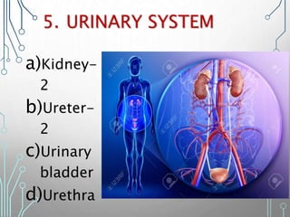 5. URINARY SYSTEM
a)Kidney-
2
b)Ureter-
2
c)Urinary
bladder
d)Urethra
 