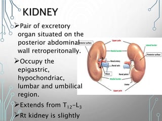 KIDNEY
Pair of excretory
organ situated on the
posterior abdominal
wall retroperitonally.
Occupy the
epigastric,
hypochondriac,
lumbar and umbilical
region.
Extends from T12-L3
Rt kidney is slightly
 