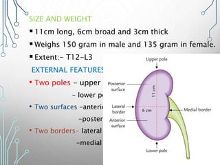 SIZE AND WEIGHT
11cm long, 6cm broad and 3cm thick
Weighs 150 gram in male and 135 gram in female.
Extent:- T12-L3
EXTERNAL FEATURES
• Two poles - upper pole
- lower pole
• Two surfaces –anterior
-posterior
• Two borders- lateral
-medial
 