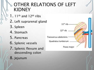 OTHER RELATIONS OF LEFT
KIDNEY
1. 11th and 12th ribs
2. Left suprarenal gland
3. Spleen
4. Stomach
5. Pancreas
6. Splenic vessels
7. Splenic flexure and
descending colon
8. Jejunum
 