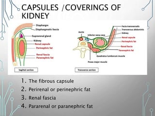 CAPSULES /COVERINGS OF
KIDNEY
1. The fibrous capsule
2. Perirenal or perinephric fat
3. Renal fascia
4. Pararenal or paranephric fat
 