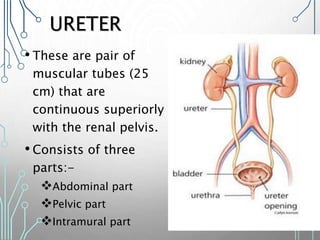 URETER
• These are pair of
muscular tubes (25
cm) that are
continuous superiorly
with the renal pelvis.
• Consists of three
parts:-
Abdominal part
Pelvic part
Intramural part
 