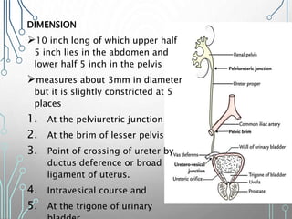 DIMENSION
10 inch long of which upper half
5 inch lies in the abdomen and
lower half 5 inch in the pelvis
measures about 3mm in diameter
but it is slightly constricted at 5
places
1. At the pelviuretric junction
2. At the brim of lesser pelvis
3. Point of crossing of ureter by
ductus deference or broad
ligament of uterus.
4. Intravesical course and
5. At the trigone of urinary
 