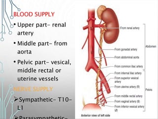 BLOOD SUPPLY
• Upper part- renal
artery
• Middle part- from
aorta
• Pelvic part- vesical,
middle rectal or
uterine vessels
NERVE SUPPLY
Sympathetic- T10-
L1
 