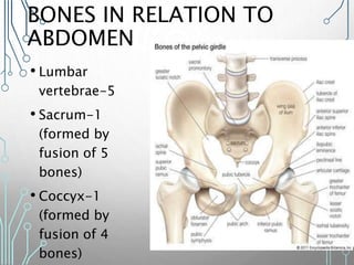 BONES IN RELATION TO
ABDOMEN
• Lumbar
vertebrae-5
• Sacrum-1
(formed by
fusion of 5
bones)
• Coccyx-1
(formed by
fusion of 4
bones)
 