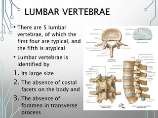LUMBAR VERTEBRAE
• There are 5 lumbar
vertebrae, of which the
first four are typical, and
the fifth is atypical
• Lumbar vertebrae is
identified by
1. Its large size
2. The absence of costal
facets on the body and
3. The absence of
foramen in transverse
process
 