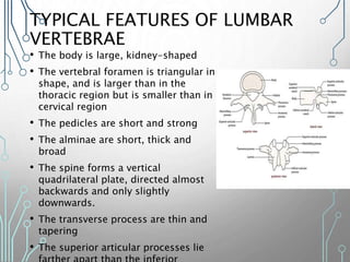 TYPICAL FEATURES OF LUMBAR
VERTEBRAE
• The body is large, kidney-shaped
• The vertebral foramen is triangular in
shape, and is larger than in the
thoracic region but is smaller than in
cervical region
• The pedicles are short and strong
• The alminae are short, thick and
broad
• The spine forms a vertical
quadrilateral plate, directed almost
backwards and only slightly
downwards.
• The transverse process are thin and
tapering
• The superior articular processes lie
 