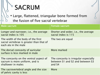 SACRUM
• Large, flattened, triangular bone formed from
the fusion of five sacral vertebrae
Male sacrum Female sacrum
Longer and narrower, i.e., the average
sacral index is 105
Shorter and wider, i.e., the average
sacral index is 115
The width of the body of the first
sacral vertebrae is greater than that of
each ala in the male
The two are equal
The dorsal concavity of auricular
surface is less marked in male
More marked
The concavity on the ventral aspect of
sacrum is more uniform, and is
shallower in males
The concavity is irregular especially
between S1 and S2 and between S3
and S4
The sacrovertebral angle and the size
of pelvic cavity is less
More
 