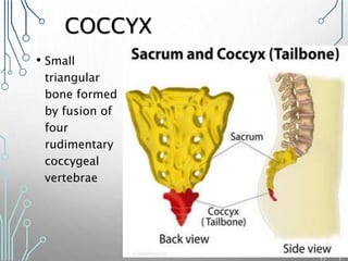COCCYX
• Small
triangular
bone formed
by fusion of
four
rudimentary
coccygeal
vertebrae
 
