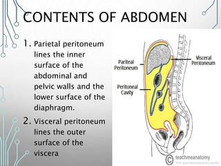 CONTENTS OF ABDOMEN
1. Parietal peritoneum
lines the inner
surface of the
abdominal and
pelvic walls and the
lower surface of the
diaphragm.
2. Visceral peritoneum
lines the outer
surface of the
viscera
 