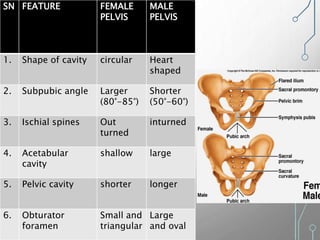 Abdomen & Pelvis II | PPT