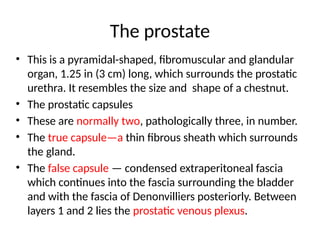 Prostate Chestnut ABDOMEN PELVIS PERINEUM for medical students | PPTX