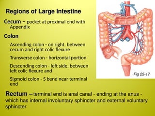 abdomen imaging in radiology imaging ppt.ppt
