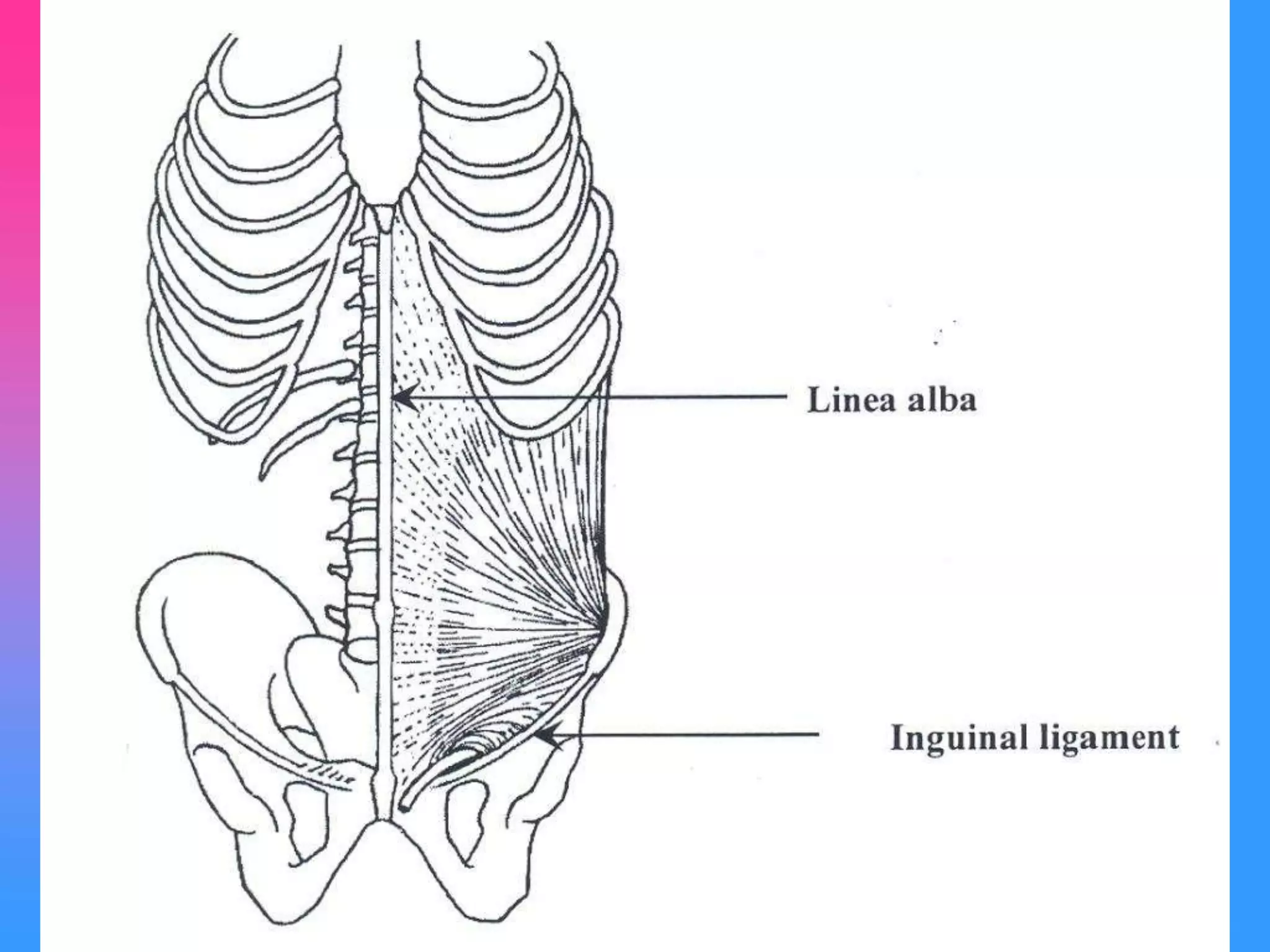 Abdomen Presentation anat.ppt