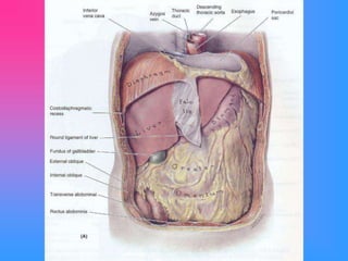 Abdomen Presentation anat.ppt