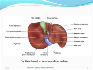 Fig: Liver, turned up to show posterior surface

11/01/12         ABDOMEN PRESENTATION BY SUDIL               17
 