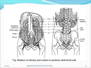 Fig: Relation of kidneys and ureters to posterior abdominal wall

11/01/12                 ABDOMEN PRESENTATION BY SUDIL                        22
 