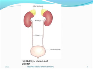Fig: Kidneys, Ureters and
           Bladder
11/01/12        ABDOMEN PRESENTATION BY SUDIL   27
 