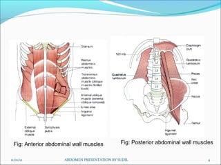 Fig: Anterior abdominal wall muscles         Fig: Posterior abdominal wall muscles


11/01/12             ABDOMEN PRESENTATION BY SUDIL                              4
 