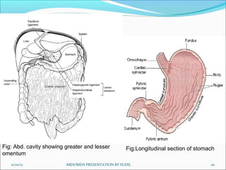 11/01/12 ABDOMEN PRESENTATION BY SUDIL 20
Fig: Abd. cavity showing greater and lesser
omentum
Fig:Longitudinal section of stomach
 