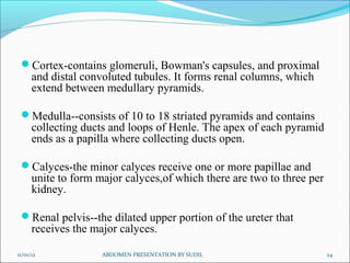 Cortex-contains glomeruli, Bowman's capsules, and proximal
and distal convoluted tubules. It forms renal columns, which
extend between medullary pyramids.
Medulla--consists of 10 to 18 striated pyramids and contains
collecting ducts and loops of Henle. The apex of each pyramid
ends as a papilla where collecting ducts open.
Calyces-the minor calyces receive one or more papillae and
unite to form major calyces,of which there are two to three per
kidney.
Renal pelvis--the dilated upper portion of the ureter that
receives the major calyces.
11/01/12 24
ABDOMEN PRESENTATION BY SUDIL
 