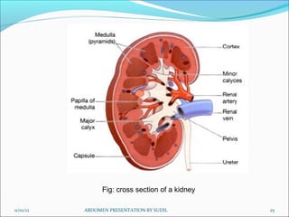 11/01/12 ABDOMEN PRESENTATION BY SUDIL 25
Fig: cross section of a kidney
 
