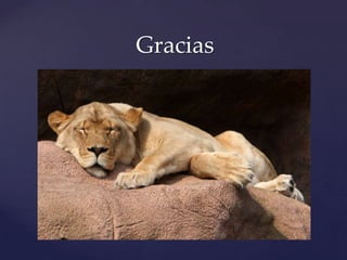 Gracias
 