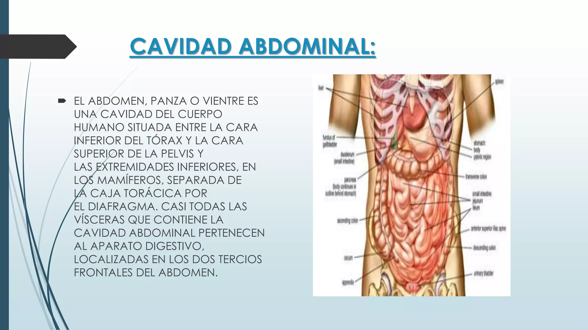 Abdomen y cavidad peritoneal | PPTX