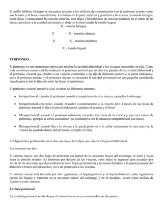 Abdomen y mienbro inferior