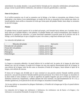 Abdomen y mienbro inferior