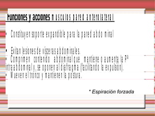 Funciones y acciones m ú s cu lo s p a re d a n te ro la te ra l
• C o nsti t uy e n so p o rte e x p a n d i b l e p a ra l a p a re d a b d o m i n a l
• Evi t a n l e si o ne s d e ví s ce ra s a b d o m i n a l e s.
• C o m p ri m e n co nte ni d o a b d o m i n a l q ue m a nti e ne o a um e nta l a P ª
i n tra a b d o m i n a l y , se o p o ne n a l d i a fra g m a (fa ci l i t a n d o l a ex p ul s i ó n).
• M ue ve n e l tro nco y m a nti e ne n l a p o stura .
                                                                       * Espiración forzada
 