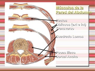 Músculos de la
Pared del Abdomen

Rectos
Oblicuos (ext e int)
Transverso

Cuadrado Lomos



Psoas Iliaco
Dorsal Ancho
 