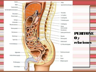 PERITONE
Oy
relaciones
 