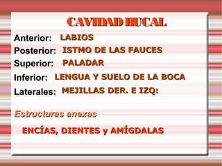 CAVIDAD BUCAL
Anterior:    LABIOS
Posterior:   ISTMO DE LAS FAUCES
Superior:    PALADAR
Inferior: LENGUA Y SUELO DE LA BOCA
Laterales: MEJILLAS DER. E IZQ:

Estructuras anexas
 ENCÍAS, DIENTES y AMÍGDALAS
 