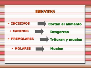 DIENTES

• INCISIVOS        Cortan el alimento

• CANINOS           Desgarran

• PREMOLARES        Trituran y muelen

 • MOLARES          Muelen
 