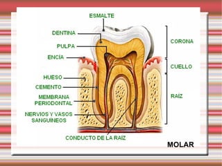 MOLAR
 