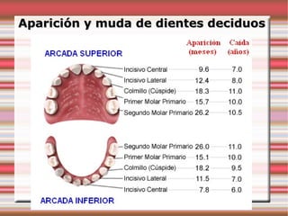 Aparición y muda de dientes deciduos
 