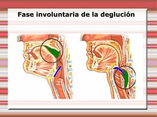 Fase involuntaria de la deglución
 