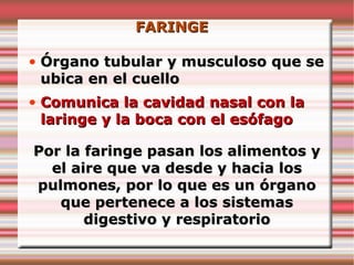 FARINGE

• Órgano tubular y musculoso que se
  ubica en el cuello
• Comunica la cavidad nasal con la
  laringe y la boca con el esófago

Por la faringe pasan los alimentos y
  el aire que va desde y hacia los
pulmones, por lo que es un órgano
   que pertenece a los sistemas
       digestivo y respiratorio
 