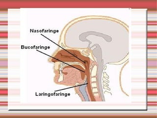Abdomen y sist digestivo