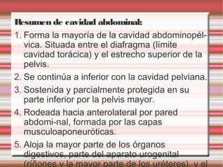 Resumen de cavidad abdominal:
1. Forma la mayoría de la cavidad abdominopél-
   vica. Situada entre el diafragma (límite
   cavidad torácica) y el estrecho superior de la
   pelvis.
2. Se continúa a inferior con la cavidad pelviana.
3. Sostenida y parcialmente protegida en su
   parte inferior por la pelvis mayor.
4. Rodeada hacia anterolateral por pared
   abdomi-nal, formada por las capas
   musculoaponeuróticas.
5. Aloja la mayor parte de los órganos
   digestivos, parte del aparato urogenital
   (ríñones y la mayor parte de los uréteres), y el
 