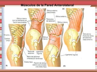 Músculos de la Pared Anterolateral
 