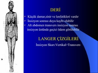DERİ Küçük damar,sinir ve lenfatikleri vardır İnsizyon sonrası duyu kaybı olabilir Alt abdomen transvers insizyon sonrası  insizyon üstünde geçici ödem görülebilir LANGER ÇİZGİLERİ   İnsizyon Skarı:Vertikal>Transvers   