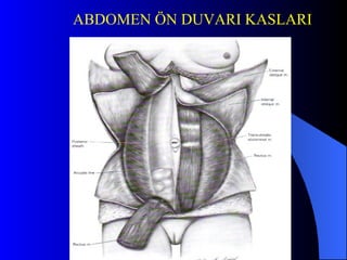 ABDOMEN ÖN DUVARI KASLARI 