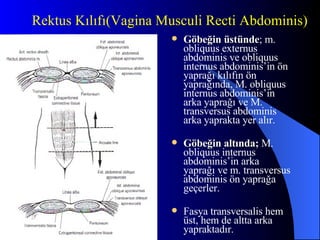 Göbeğin üstünde ;  m. obliquus externus abdominis ve obliquus internus abdominis’in ön yaprağı kılıfın ön yaprağında, M. obliquus internus abdominis’in arka yaprağı ve M. transversus abdominis arka yaprakta yer alır. Göbeğin altında;  M. obliquus internus abdominis’in arka yaprağı ve m. transversus abdominis ön yaprağa geçerler. Fasya transversalis hem üst, hem de altta arka yapraktadır. Rektus Kılıfı(Vagina Musculi Recti Abdominis) 