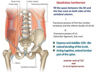 abdominal-muscles-abdominal-wall1.23pptx | PPTX