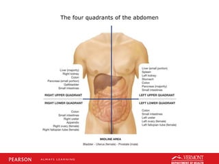 The four quadrants of the abdomen
 