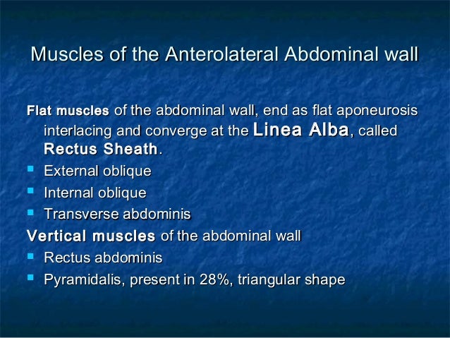 Abdominal anatomy