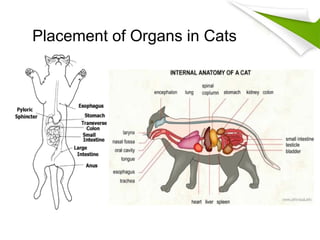 Abdominal anatomy | PPT